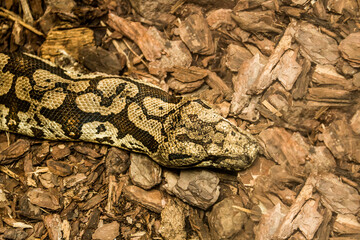 snake head, boa, constrictor, reptile, serpent, snake, giant