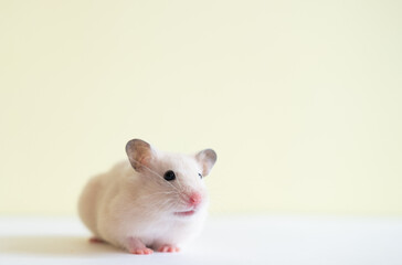 Cute little fluffy hamster on yellow background