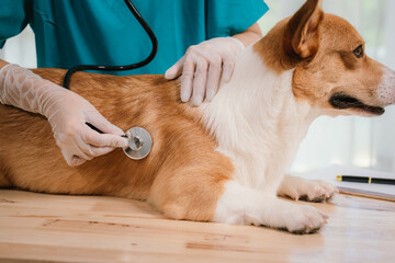 A female veterinarian gently examines a dog in a clinic, demonstrating her care, trust, and professionalism in pet health care at home.