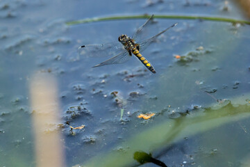 leucorrhinia pectoralis, dragonfly, female, lays eggs, over water, in flight