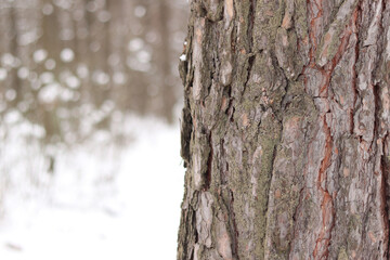 Fototapeta premium Close-up of pine tree bark, tree in forest in winter. Tree for natural background. Details. Focus on pine tree trunk with blurred background. Winter in forest