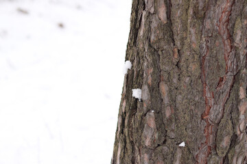Close-up of pine tree bark, tree in forest in winter. Tree for natural background. Details. Focus on pine tree trunk with blurred background. Winter in forest
