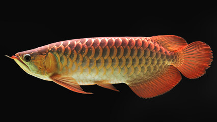  red arowana fish on a black background