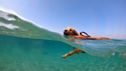 A dog paddleboards in clear blue water, wearing an orange life jacket. The underwater perspective captures its reflection, creating a unique and playful scene. Aerial view.