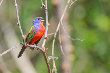 Vibrant Painted Bunting on a Branch