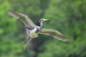 Heron in Flight with Wings Spread Wide
