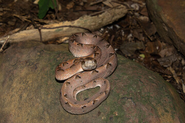 Malayan pit viper (Calloselasma rhodostoma)