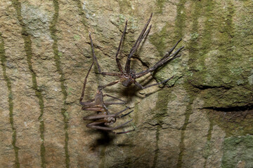 two huntsman spiders hanging from a rock