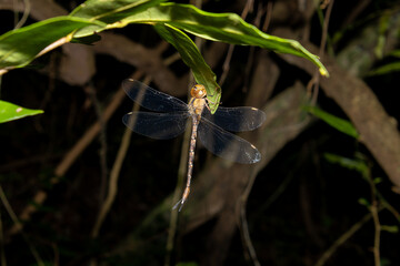 dragonfly hanging from a leaf