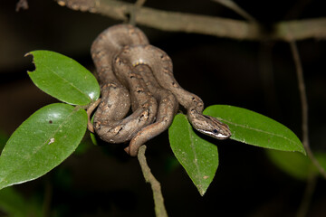 Common mock viper (Psammodynastes pulverulentus)