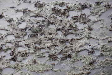 large group of crabs scattered across a muddy surface. The crabs are various shades of brown and gray, and the mud