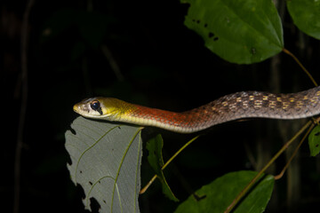red-necked keelback (rhabdophis siamensis)