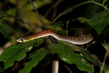red-necked keelback (rhabdophis siamensis)