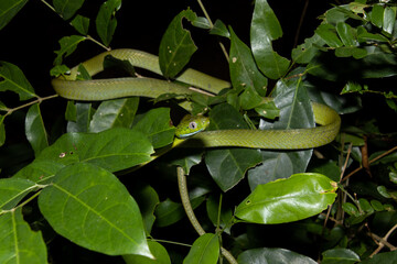 Green cat snake (Boiga cyanea)
