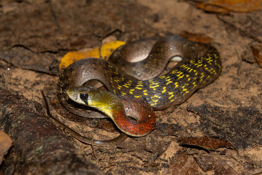 red-necked keelback (rhabdophis siamensis) on forest floor