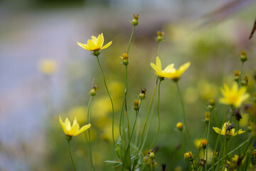 field of vibrant yellow tickseed flowers basks in the warm sunlight. The delicate petals of each flower