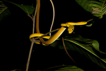 Oriental whip snake, Asian vine snake (Ahaetulla prasina)