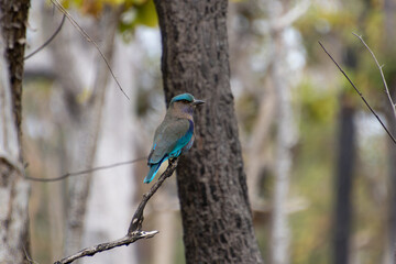 Indian roller (Coracias benghalensis)