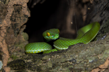 Large-eyed pit viper (Trimeresurus macrops)