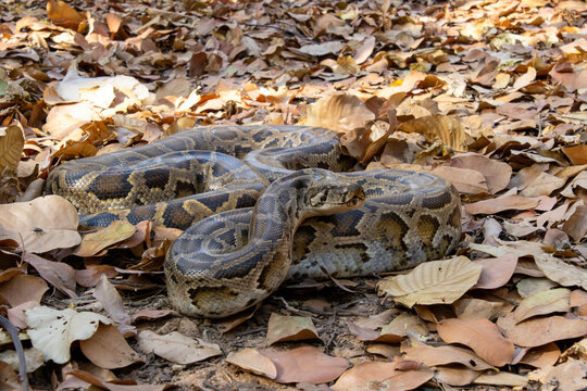 Burmese python (Python bivittatus)