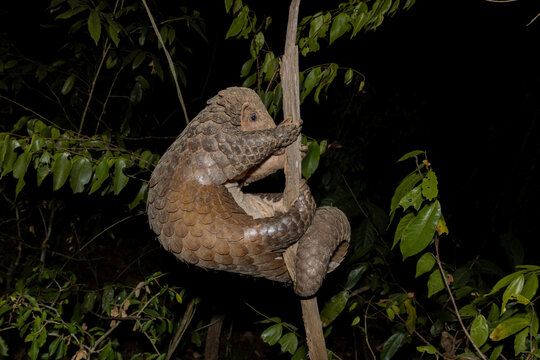 wild Sunda Pangolin (Manis javanica) climbing tree in forest