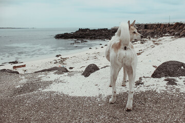 휴양지에 버려진 뒷모습의 유기견 한 마리
