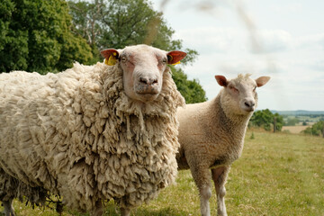 Mouton tondu et mouton non tondu