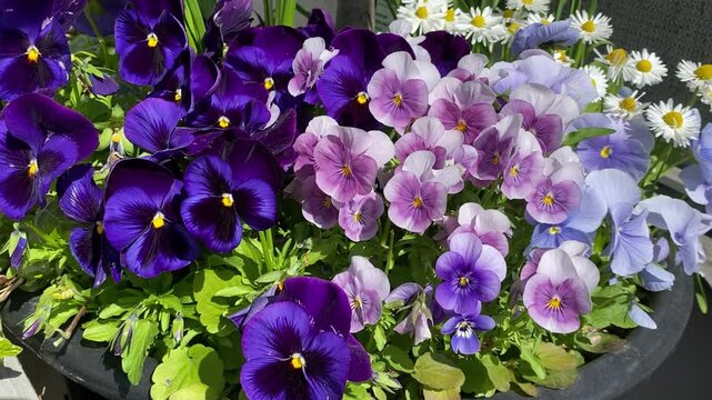 Colorful pansy flowers in bloom with green foliage in springtime  