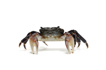 イワガニ 海辺の生物 白バック