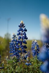 Close-up of Bluebonnets in a Sunny Field