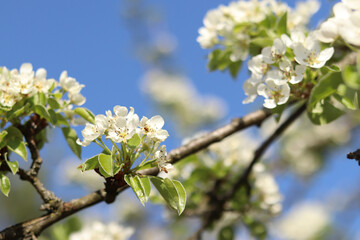 Pear blossom. Tree blooming with white flowers against blue sky. Spring. White flowers on pear. Nature background. Fruit tree blossom. White flowers. Branch of blossoming pear. Spring background