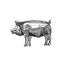 Hand-Drawn Pig Vector Illustration with Transparent Background