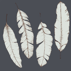 Hand drawn botanical illustration of  elegant leaves on dark background, showcasing intricate details and textures