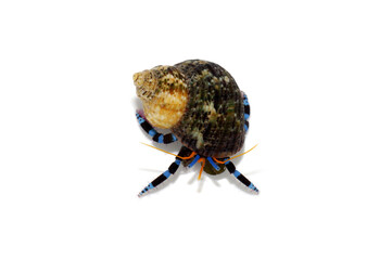 ヤドカリ ユビワサンゴヤドカリ 白バック