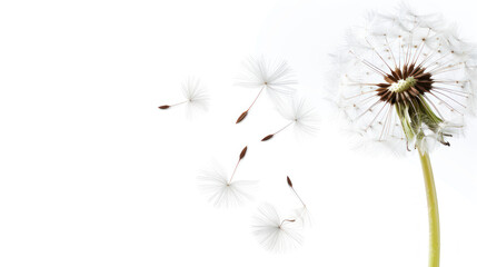 Delicate Dandelion Seeds Floating in the Air with Soft White Background Representing Freedom and Nature's Beauty