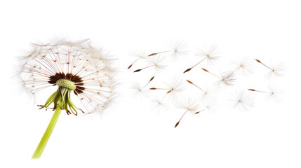 Dandelion Seed Head with Fluffy Seeds Floating in the Breeze Against a White Background