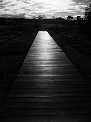 Bridge in the park