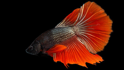 Siamese fighting fish