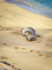 One basking Hawaiian monk seal at Waikkiki Beach in Honolulu on the island of Oahu, Hawaii, USA