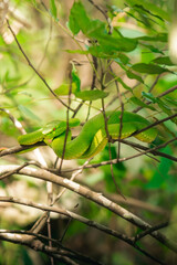 Serpiente deslizandose por una rama en el bosque de Tailandia