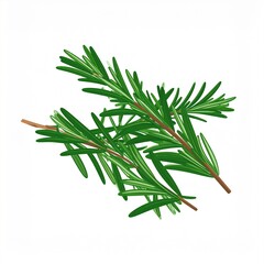 Fototapeta premium Rosmarin as a vector file isolated on white