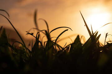 Close-up blades of grass against warm sunlight