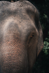 elefantes tailandia © Sergi