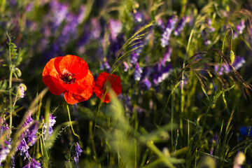 Bright red poppy flower blooming next to golden wheat ears on a vibrant field with purple...