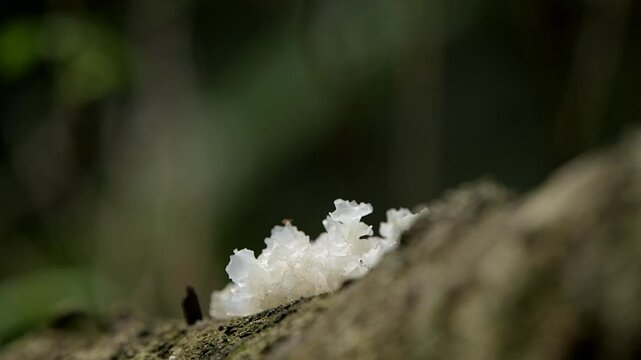 Snow fungus, also known as Tremella fuciformis, is&nbsp;a white, gelatinous, edible fungus.&nbsp;It's commonly found on dead branches of broadleaf trees.