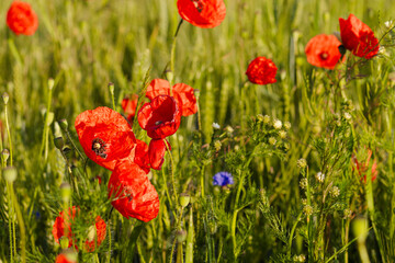 Fototapeta premium Bright red poppy flower blooming next to golden wheat ears on a vibrant field with purple wildflowers in soft sunlight. Natural rural summer scene.