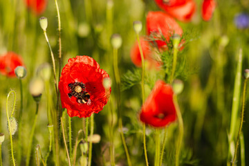 Fototapeta premium Bright red poppy flower blooming next to golden wheat ears on a vibrant field with purple wildflowers in soft sunlight. Natural rural summer scene.