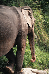 Fototapeta premium elefantes tailandia