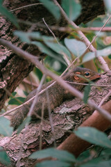 Ardilla escondida en un árbol en el bosque de Tailandia