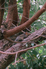 Ardilla escondida en un árbol en el bosque de Tailandia